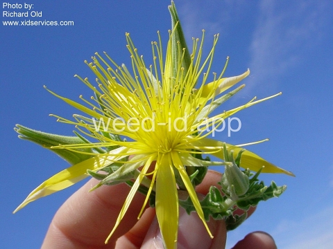 blazing-star